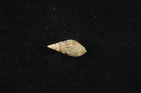 藏品(流紋蜷)的圖片